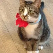 ケイの画像