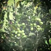 Olivo