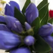 ヤッコの画像