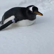 るいたんの画像