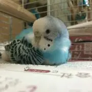 とこちゃんの画像