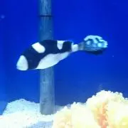 よーたろうの画像