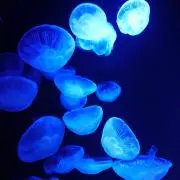 anpan029の画像