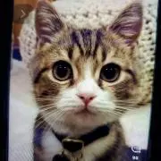 chibinekoの画像