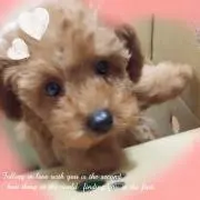 yuki♡わんこ大好き♡の画像
