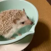 鯉太郎