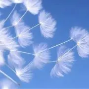 fluffyの画像