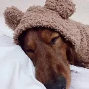 ミニチュアダックス