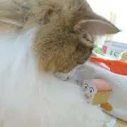 メイの画像