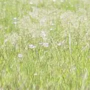 フラワーの画像