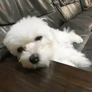 まめぞうの画像