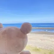 ぽむぽむの画像