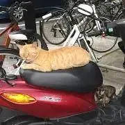 キノコの画像