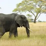 pawoonの画像