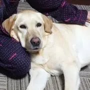 はちゃんの画像