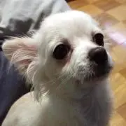 ゆうはな