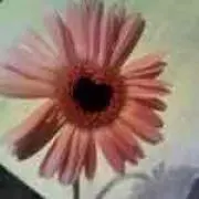 nomuの画像