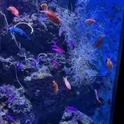 さくら　☆翌日発送☆の画像