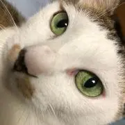 はぶくらーげん