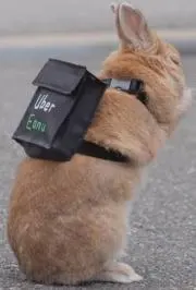 NK