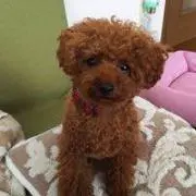 ノア