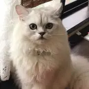ケニー