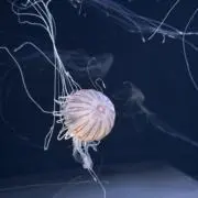 Fooの画像