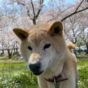 ゆずむしの画像