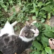 ツムジーン　コメ逃げ×