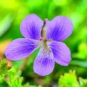 花菫の画像