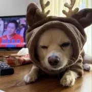 り