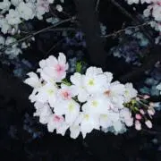 ホアンの画像