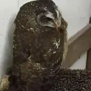 SiR