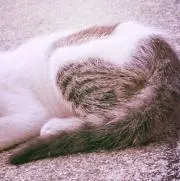 ししまるの画像