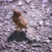 Kitorioの画像