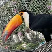 うこっけい