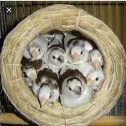 ぴつおの画像