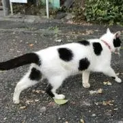 ミルクティの画像