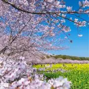 桜❀.即購入OK︎✿