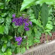 Drymmzの画像