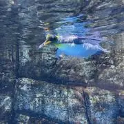 とどの画像
