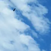 鈴なりの画像