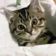 Tetsuneko