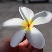 yasaiの画像
