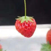 かにの画像
