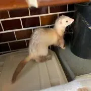 けーすけの画像