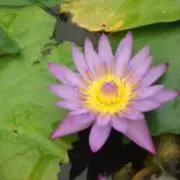 ぴつ