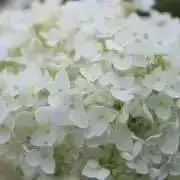 しーの画像