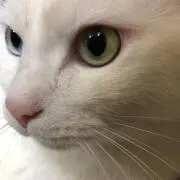 弥生丸の画像