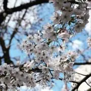 koの画像